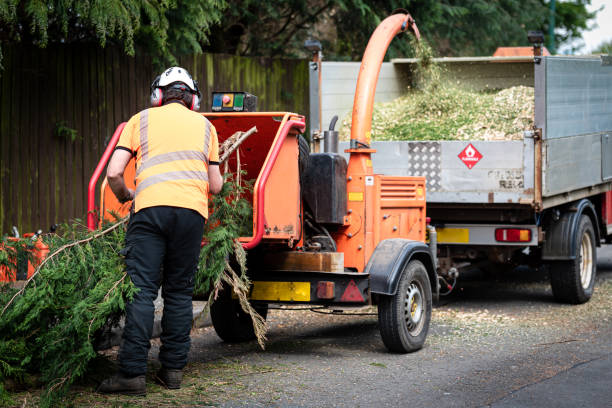 Trusted Silverton, OH Tree Service Experts